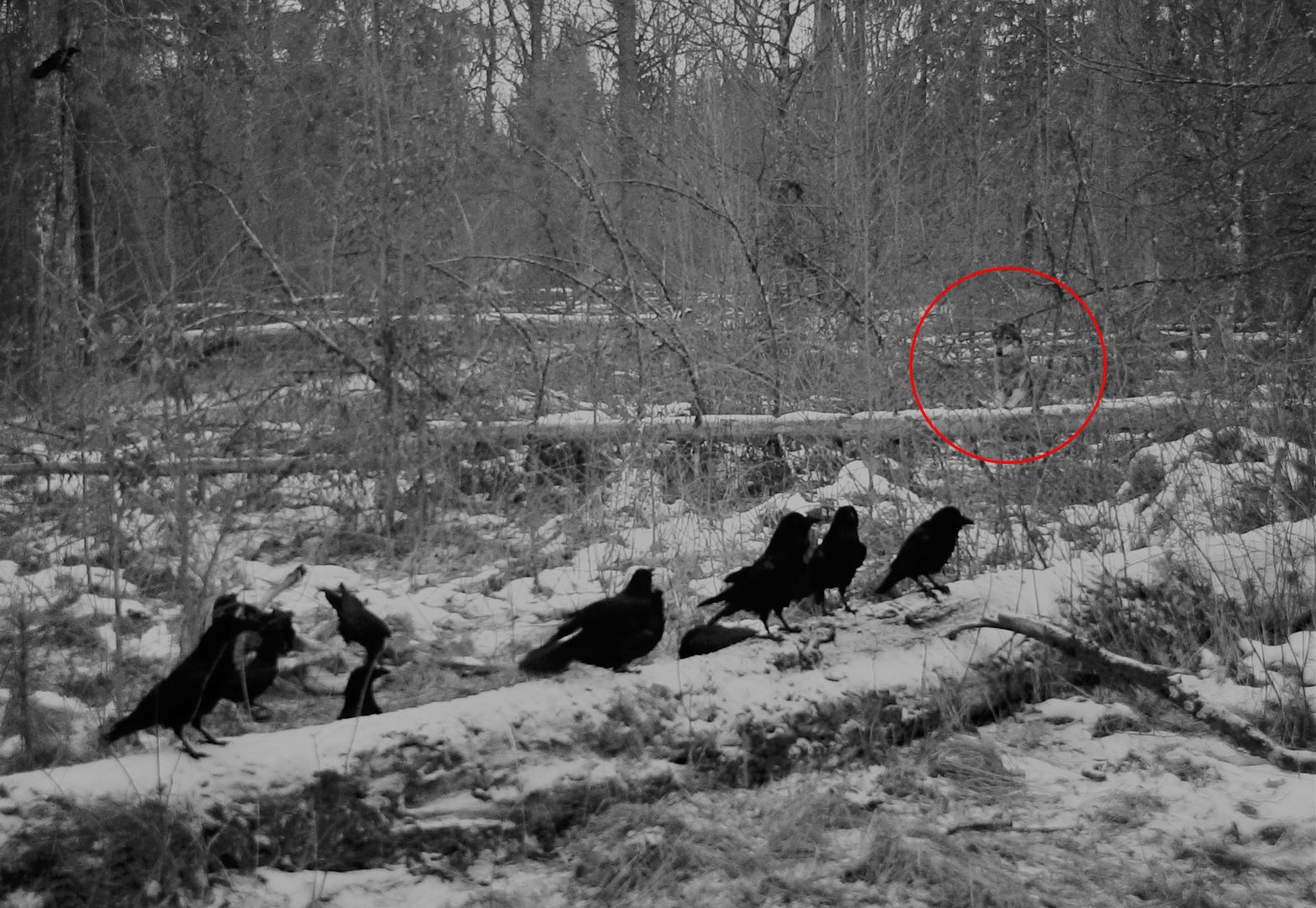 Na Podlasiu uchwyciła to fotopułapka. Widok świadczy o jednym