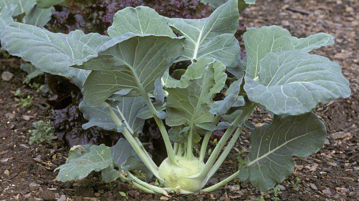 KOHLRABI SWEET VIENNA, BRASSICA OLERACEA. RELATIVE OF CABBAGE. EDIBLE SWOLLEN STEM. EAT RAW OR COOKED. MI
Ed Reschke
agricultural, agriculture, brassica, cabbage, commerce, commercial, cooked, crop, crops, cultivate, cultivated, cultivation, eat, economic, edible, grow, growing, grown, grows, kohlrabi, kohlrabies, mi, oleracea, or, pkwrdc, plant, plants, raw, relative, stem, stems, sweet, swollen, vegetable, vienna, x2xpa