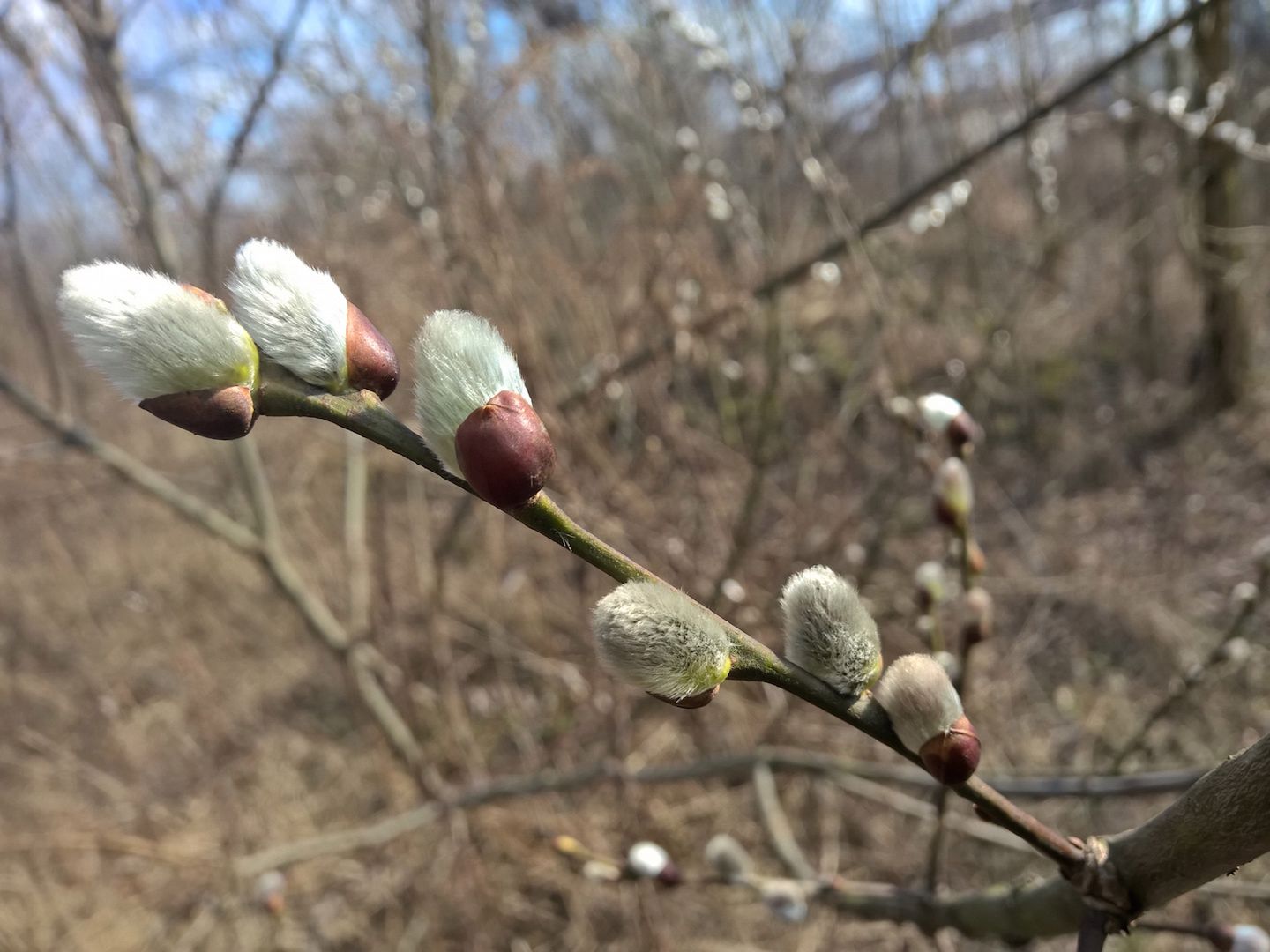 Lumia 930 - test fotograficzny 27