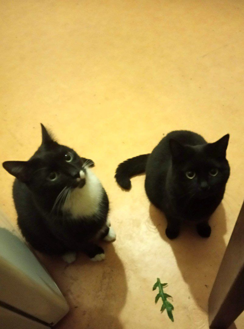 Dwa koty w domu – dają radę? Przekonajcie się! (wideo)