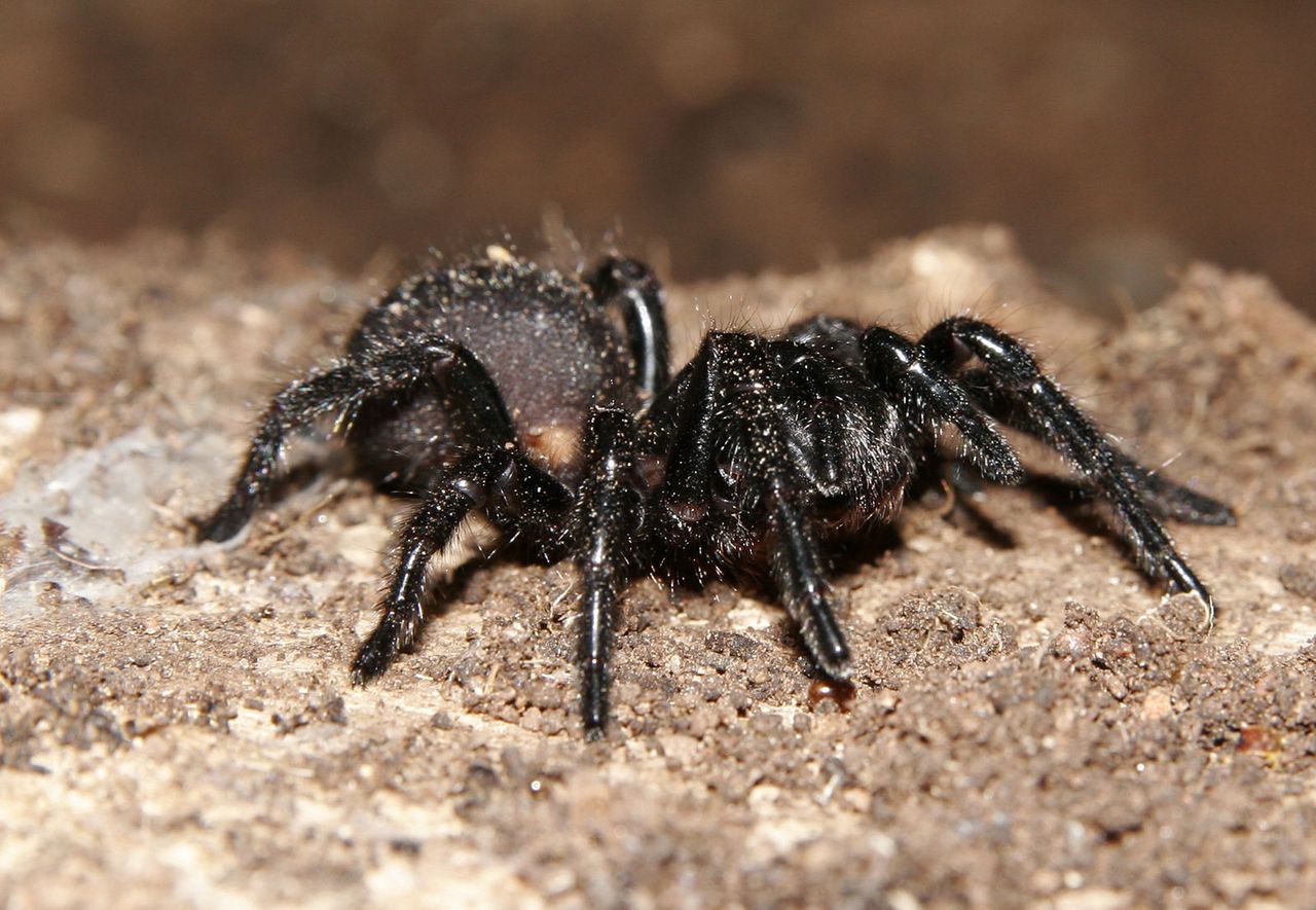 Ten pająk może zabić lub ocalić. Zdumiewające odkrycie - Australijski pająk Atracidae 