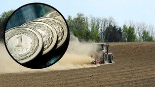 Rolnicy sprzedają taniej niż pół roku temu. GUS pokazał mocne tąpnięcie cen skupu
