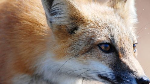 Kultowy dodatek do Firefoksa zniknie z Sieci? [akt.] 1