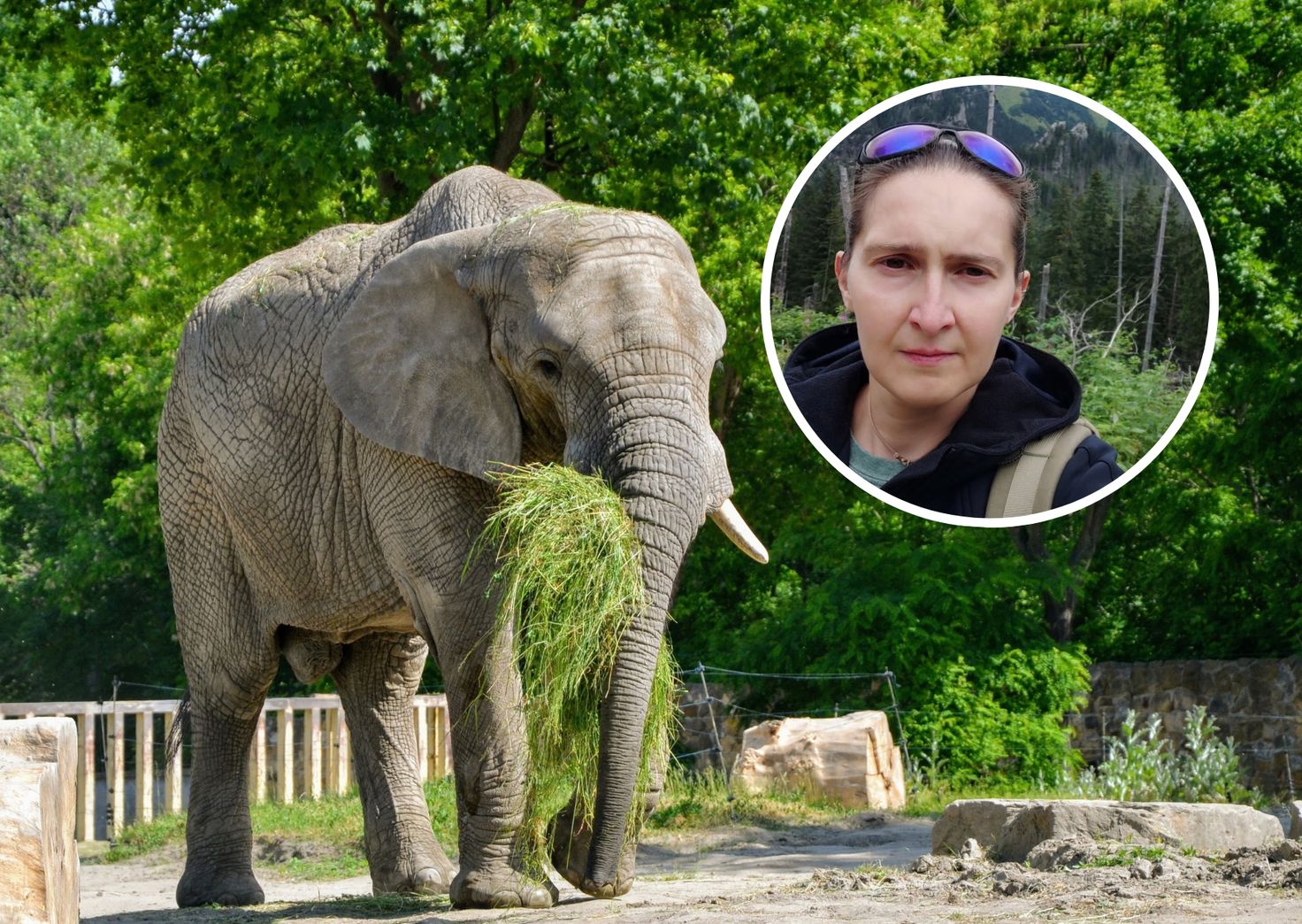 Pracuje z największymi zwierzętami świata. "Zajęcie wyjątkowe i nieprzewidywalne"