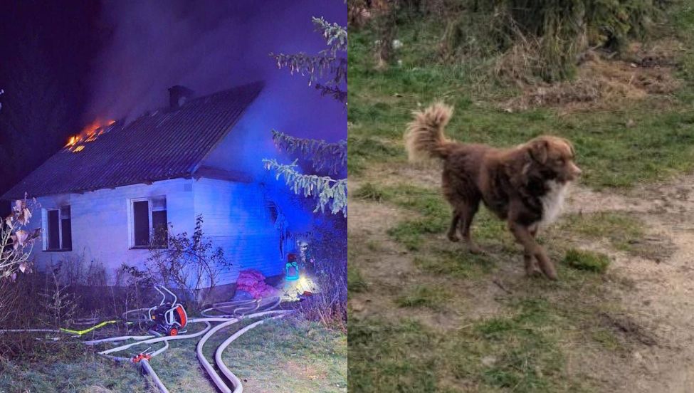 Pies czeka na właściciela, który zginął w pożarze. W sieci poruszenie