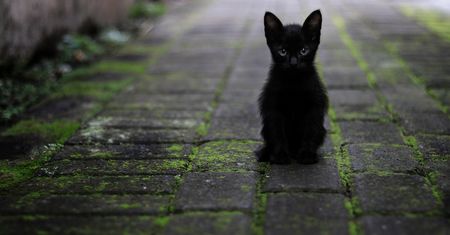 Nowy komunikat o chorobie kotów. Niestety nie mamy dobrych wieści