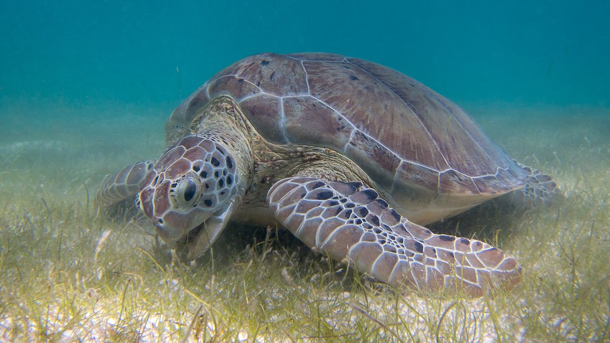 Żółwie w swoich skorupach noszą smutne pamiątki