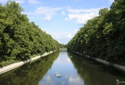 Warszawa. Ponad 20 nowych tratw dla ptaków wodnych. "Służą im jako miejsce do gniazdowania i spoczynku"