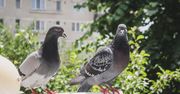 Gołębie nie znoszą tego zapachu. Spryskaj barierki, a odlecą na dobre