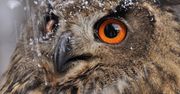 Pióra tej sowy świecą w ciemności. Niezwykłe odkrycie naukowców