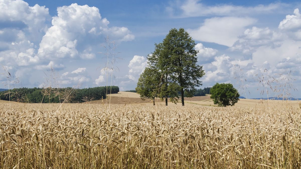 Byki stratowały 54-latkę w Pokrzydowie (zdjęcie ilustracyjne)
