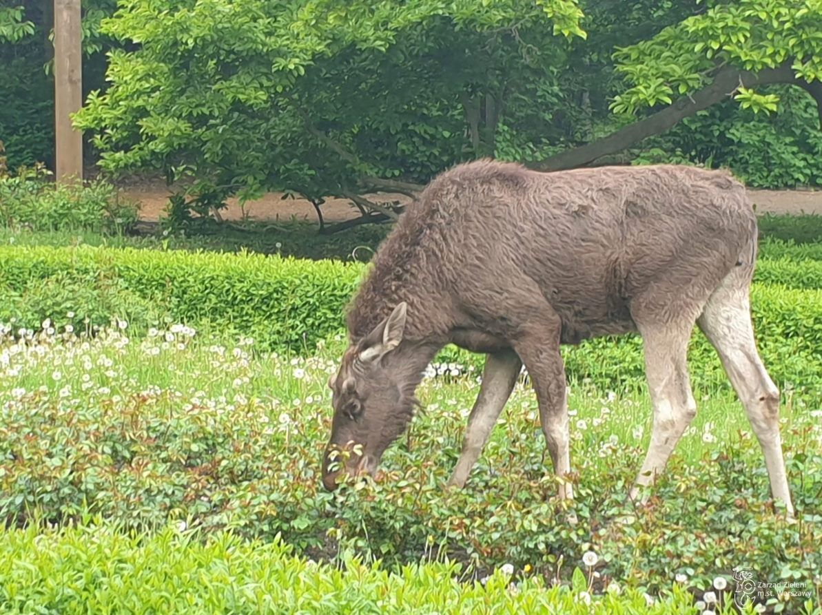 Warszawa. Łoś uratowany! Olbrzym w Parku Skaryszewskim. Jest nagranie z akcji ratunkowej!