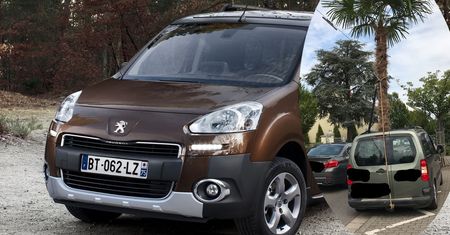 Transportował palmę w peugeocie partnerze. I to w pozycji pionowej