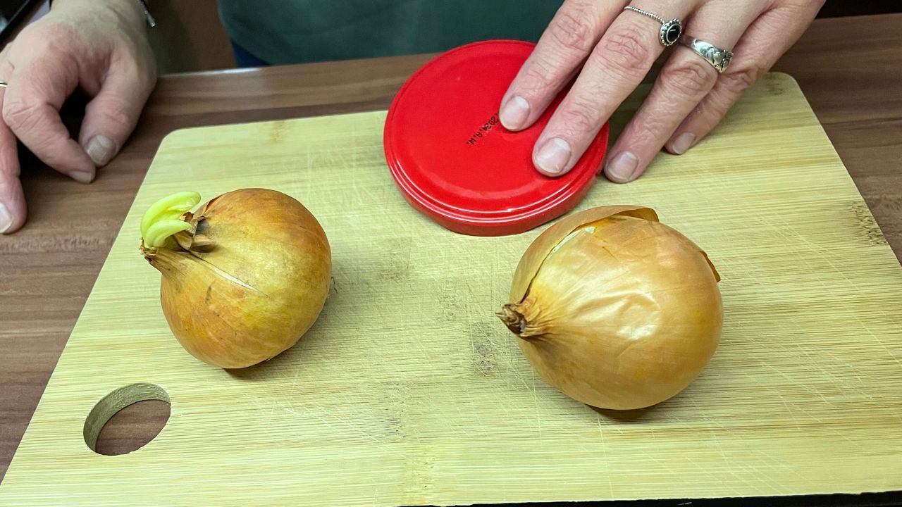 Dwie cebule i pokrywka od słoika — tyle wystarczy