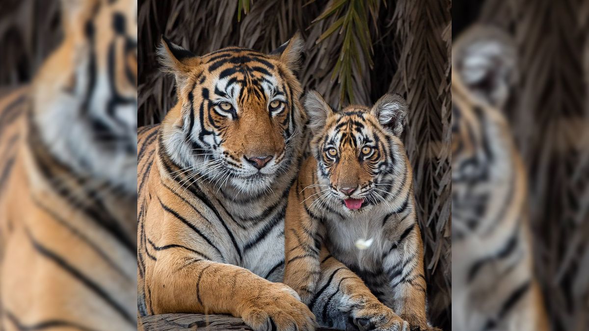 Fotograf ujął piękno i majestat tygrysów żyjących w Indiach 1