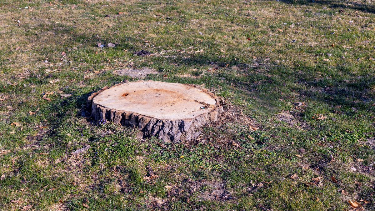 To drzewo wytniesz bez zezwolenia