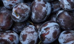 Widzisz biały nalot na śliwkach? Nie każdy wie, co oznacza