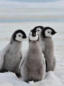 Tysiące pingwinów zagrożonych. W tle śmiertelny wirus