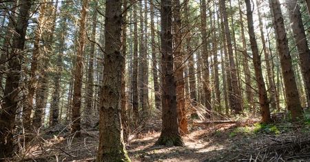 Majówka 2020. Lasy wokół Warszawy otwarte. Jest jeden wyjątek