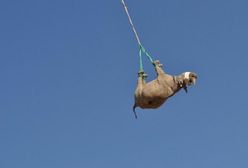 Afryka. Nosorożce latają do góry nogami. Widok budzi kontrowersje