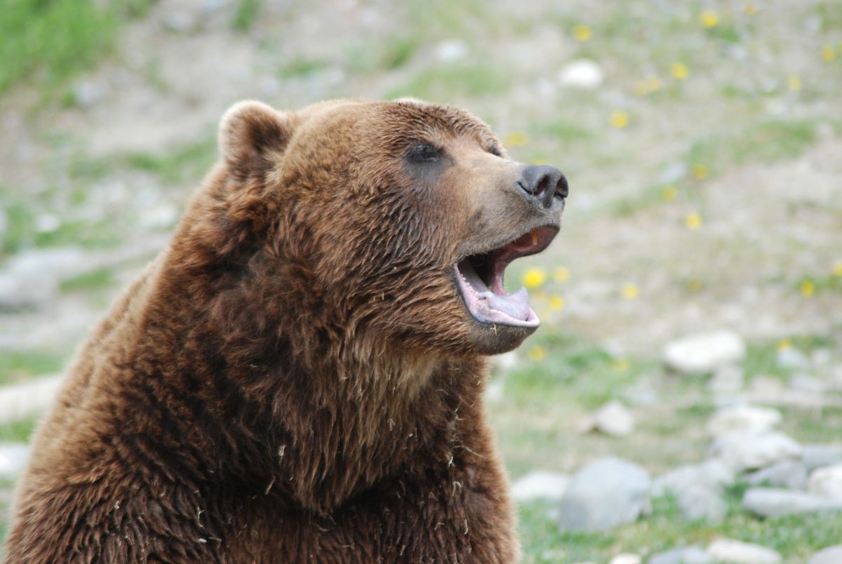 Niedźwiedź, zdjęcie ilustracyjne