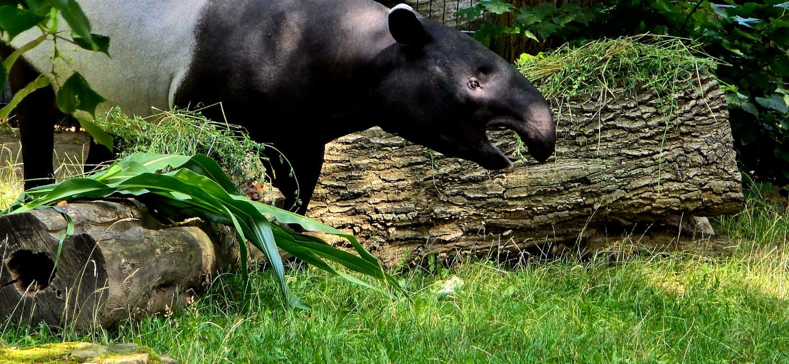 Mały tapir malajski z mamą