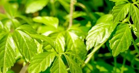Gynostemma pentaphyllum – właściwości, działanie i uprawa