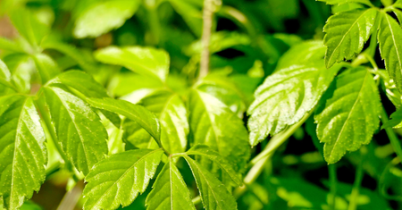 Gynostemma pentaphyllum – właściwości, działanie i uprawa