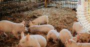 Dofinansowanie na ASF 2025: Pieniądze na ogrodzenia, silosy i bioasekurację