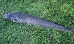 Ma ponad dwa metry. Niesamowite odkrycie w Narwi