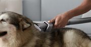 Dyson ujawnia nowe badanie na temat kurzu, biorąc pod lupę właścicieli psów i kotów