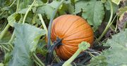 Kiedy siać dynię? Ogrodnicy podają dwa terminy