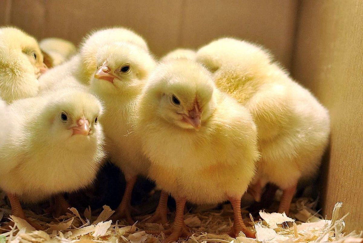 Заборона імпорту яєць і птиці з Польщі