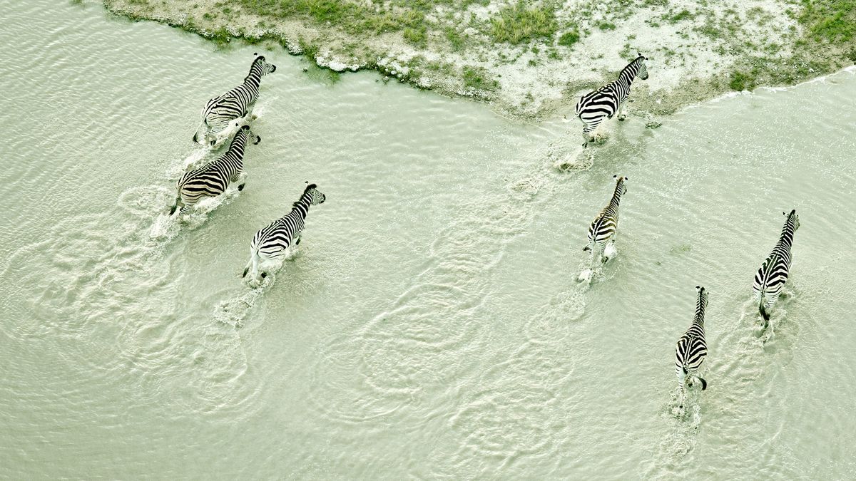 Świeże spojrzenie na afrykańską sawannę 1