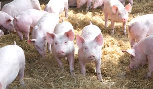 Tego komornik rolnikowi nie zabierze. Oto lista wyłączeń