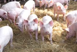 Tego komornik rolnikowi nie zabierze. Oto lista wyłączeń