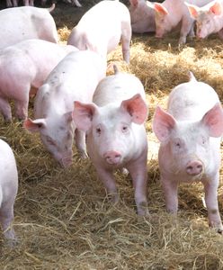 Tego komornik rolnikowi nie zabierze. Oto lista wyłączeń