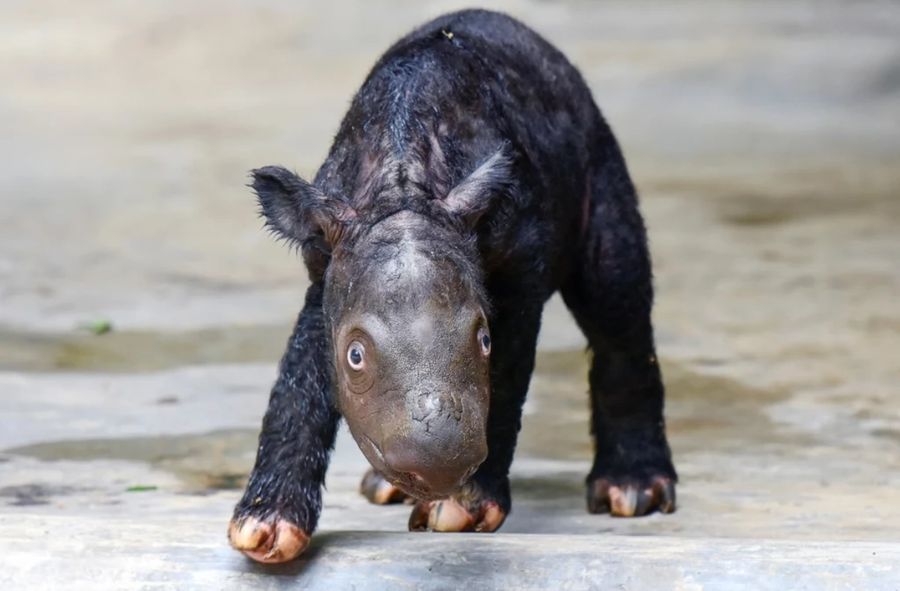 Nosorożec sumatrzański zagrożony wyginięciem