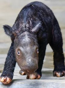 Zwierzęta zagrożone wyginięciem to poważny problem na skalę światową [QUIZ]