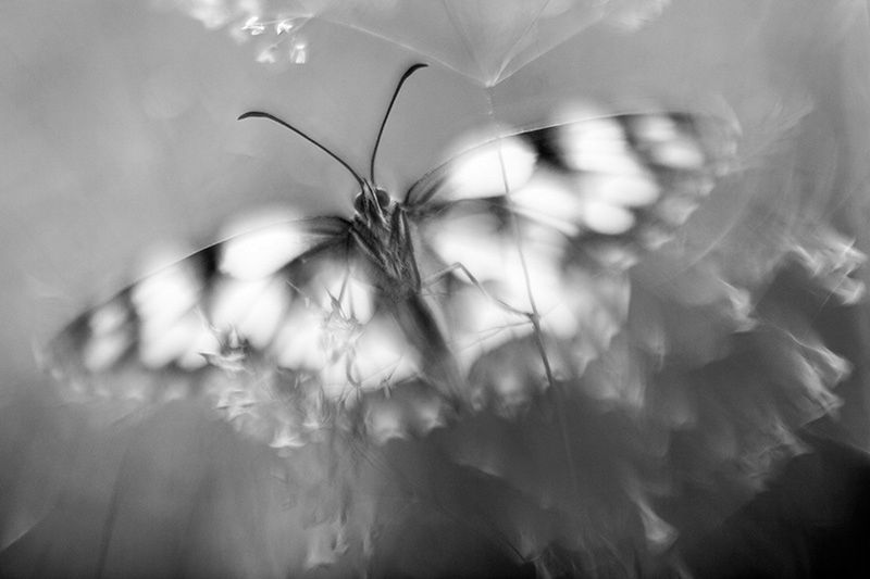 Znamy zwycięzców konkursu International Garden Photographer of the Year 2016 33