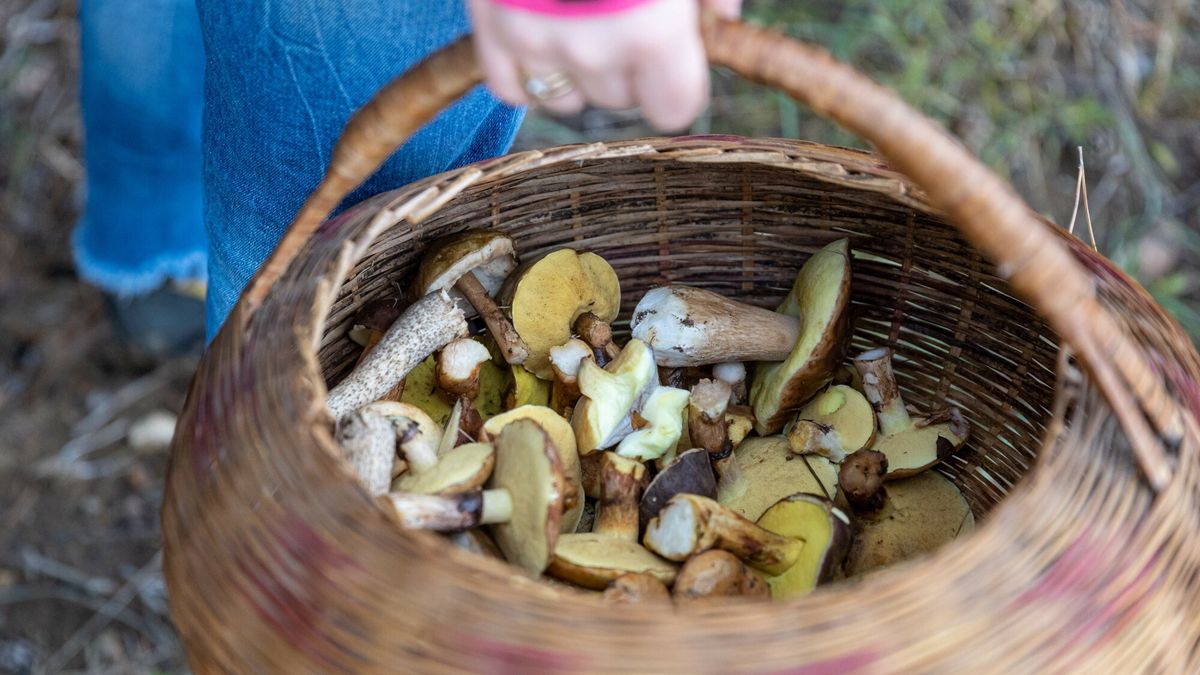 Zbieranie grzybów to narodowy "sport" nie tylko w Polsce