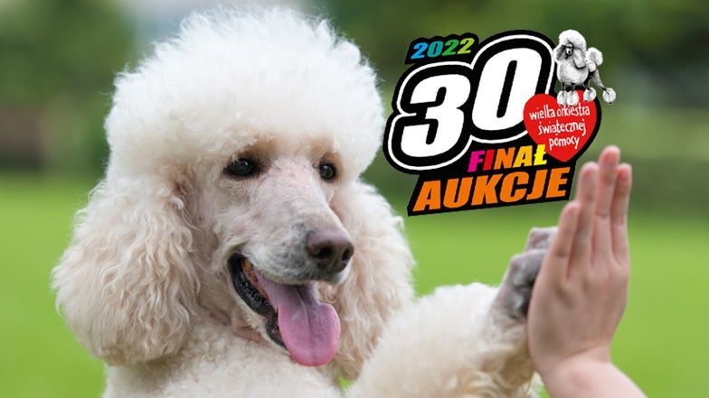 PUDELEK NA WOŚP: Wylicytuj PRZEPROSINY na Pudelku 