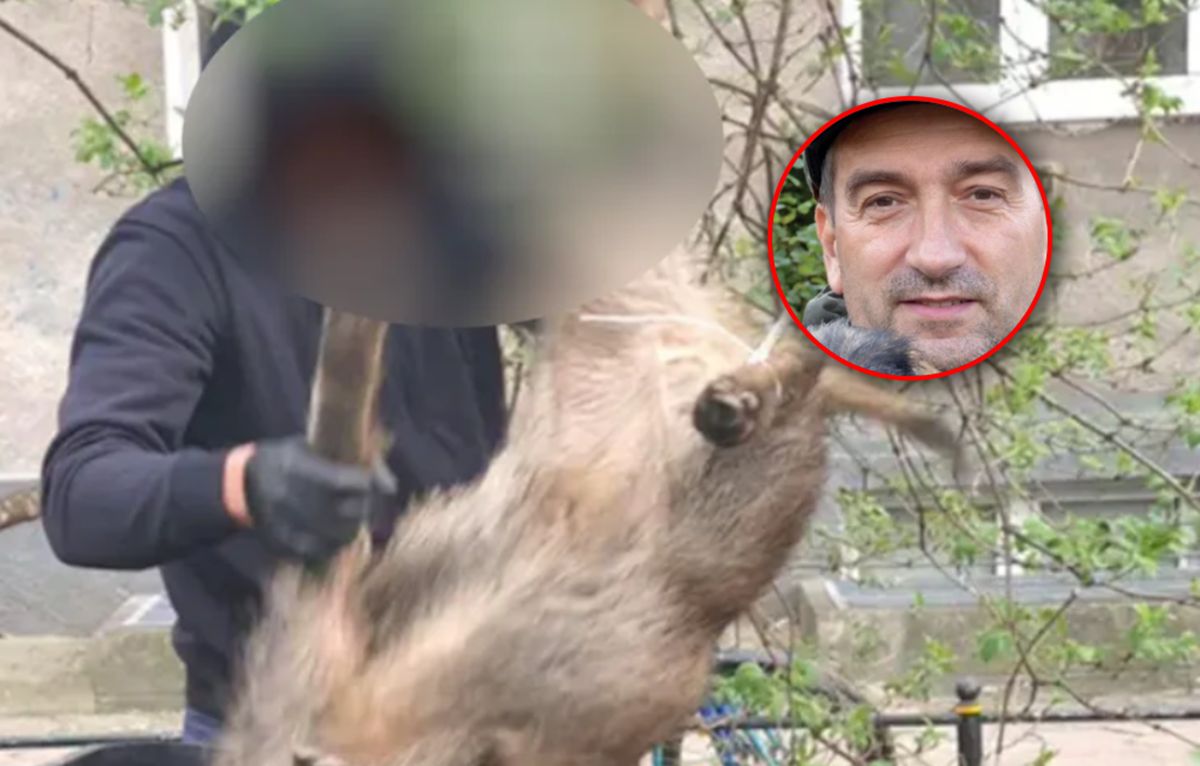 Uśmiercili ponad 20 dzików w Warszawie. "Nieetyczne"