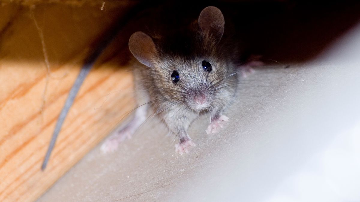 Jak pozbyć się myszy?