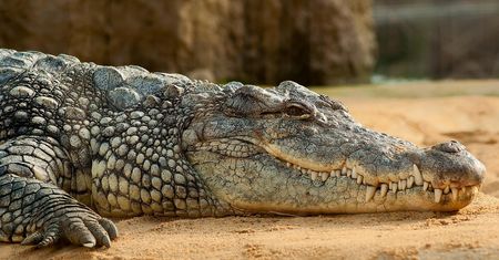 Krokodyl wdarł się do domu. Nie żyje kobieta w ciąży