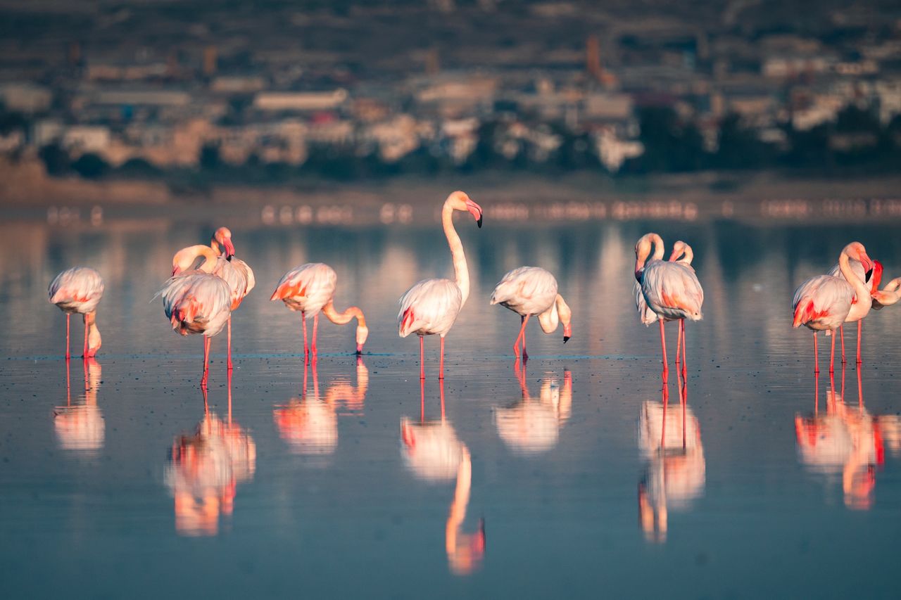 Flamingi nad Słonym Jeziorem tworzą niezapomniany widok