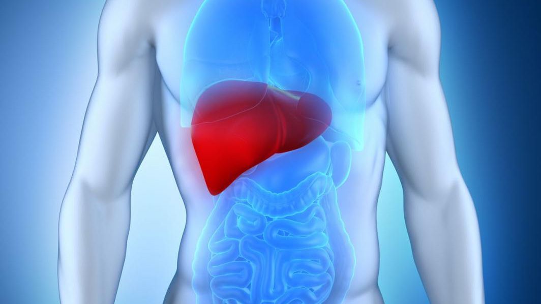 Miejsce wątroby w organizmie człowieka