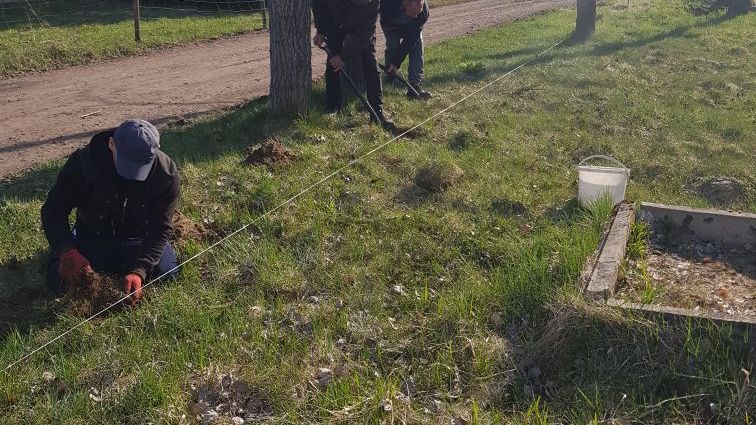 Mieszkańcy sołectwa posadzili drzewka z okazji 50-lecia gminy