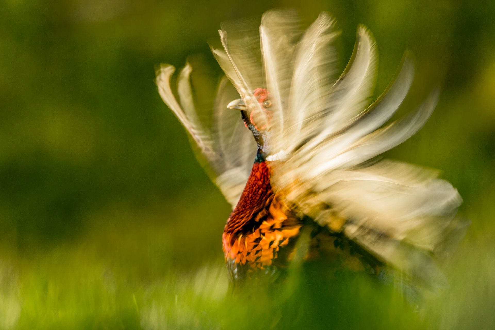 The British Wildlife Photography Awards 2015, czyli fotografia przyrody w najlepszym wydaniu 2