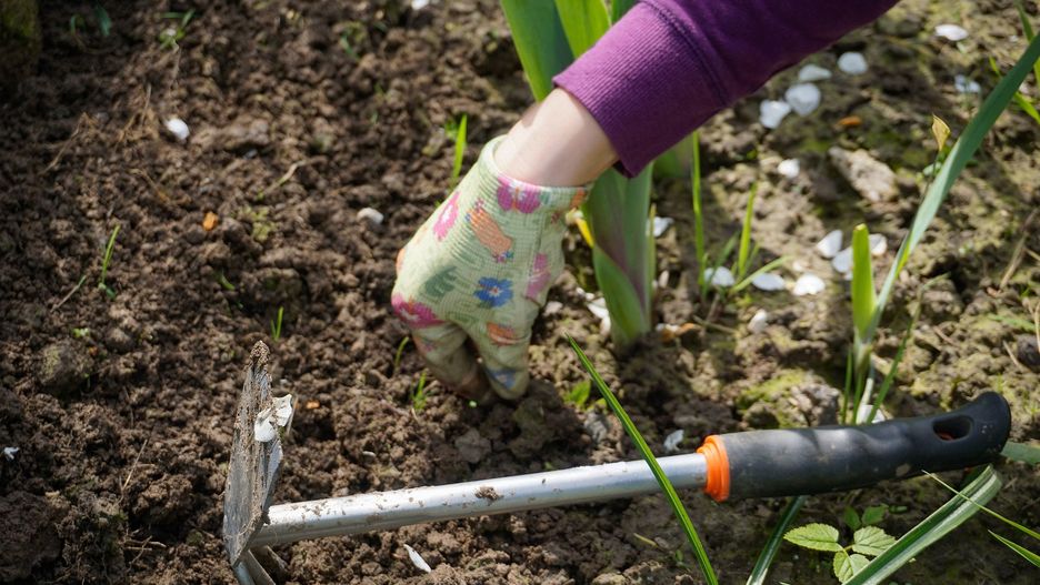 Kalendarz biodynamiczny dla ogrodników, rolników i działkowców. Kiedy sadzić i zbierać rośliny?